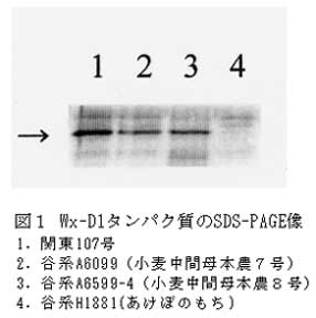 図1 Wx-D1タンパク質のSDS-PAGE像