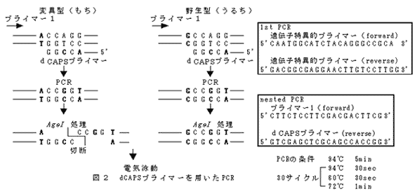 図2  dCAPSプライマーを用いたPCR