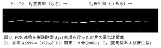 図3 PCR 産物を制限酵素AgeI 処理を行った断片の電気泳動像