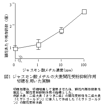 図1 ジャスモン酸メチルの大麦開花受粉抑制作用切穂を用いた実験