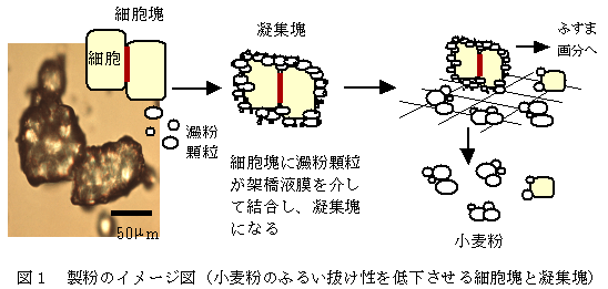 図1 製粉のイメージ図(小麦粉のふるい抜け性を低下させる細胞塊と凝集塊)