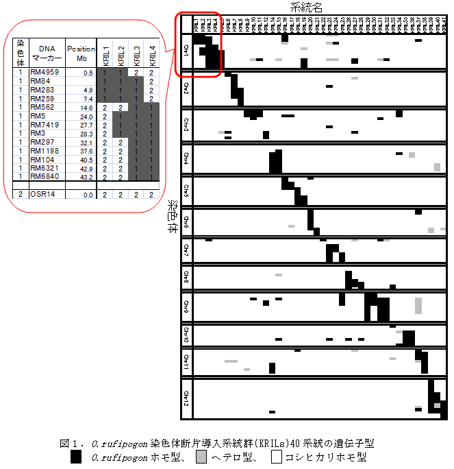 図1.O.rufipogon染色体断片導入系統群(KRILs)40系統の遺伝子型