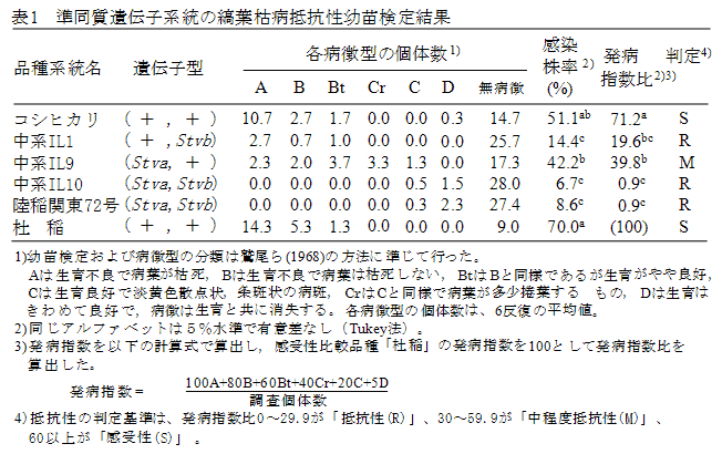 表1 準同質遺伝子系統の縞葉枯病抵抗性幼苗検定結果