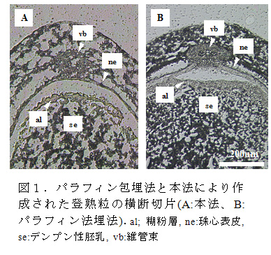 図1.パラフィン包埋法と本法により作成された登熟粒の横断切片