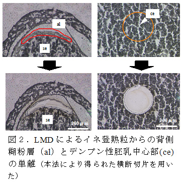 図2.LMDによるイネ登熟粒からの背側糊粉層(al)とデンプン性胚乳中心部(ce)の単離