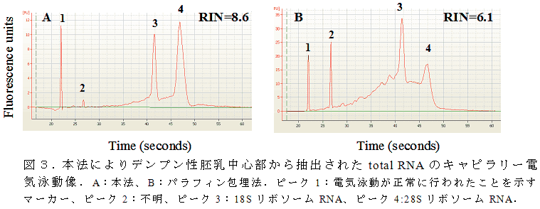 図3.本法によりデンプン性胚乳中心部から抽出されたtotal RNAのキャピラリー電気泳動像.