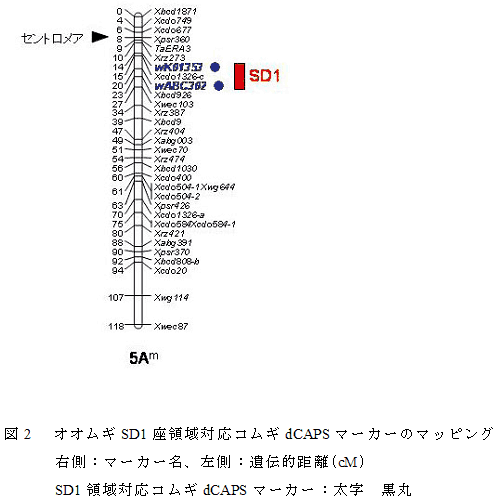 図2  オオムギSD1座領域対応コムギdCAPSマーカーのマッピング