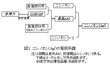 図1 ニシノホシ(bgl )の育成系譜