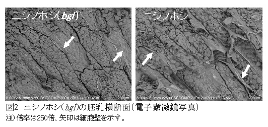 図2 ニシノホシ(bgl )の胚乳横断面(電子顕微鏡写真)