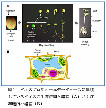 図1.ダイズプロテオームデータベースに集積しているダイズの生育時期と器官(A)および細胞内小器官(B)