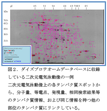 図2.ダイズプロテオームデータベースに収録している二次元電気泳動像の一例 二次元電気泳動像上の各タンパク質スポットから、分子量、等電点、発現量、相同検索結果等のタンパク質情報、および同じ情報を持つ他の部位のタンパク質にリンクしている。