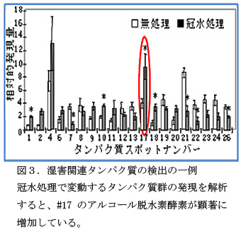 図3.湿害関連タンパク質の検出の一例 冠水処理で変動するタンパク質群の発現を解析すると、#17のアルコール脱水素酵素が顕著に増加している。