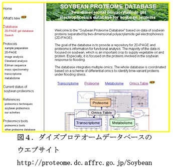 図4.ダイズプロテオームデータベースのウエブサイト http://proteome.dc.affrc.go.jp/Soybean/