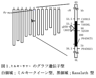 図1.ミルキーサマーのグラフ遺伝子型 白領域;ミルキークイーン型、黒領域;Kasalath型