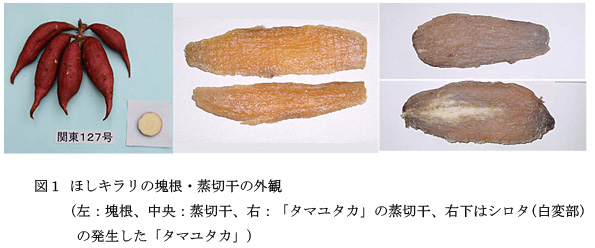 図1 ほしキラリの塊根・蒸切干の外観 (左:塊根、中央:蒸切干、右:「タマユタカ」の蒸切干、右下はシロタ(白変部)の発生した「タマユタカ」)