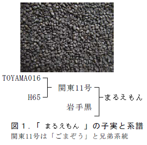 図1.「まるえもん」の子実と系譜 関東11号は「ごまぞう」と兄弟系統