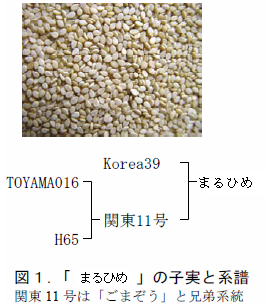 図1.「まるひめ」の子実と系譜 関東11号は「ごまぞう」と兄弟系統