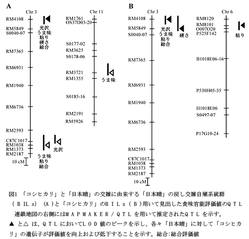 図1 「コシヒカリ」と「日本晴」の交雑に由来する「日本晴」の戻し交雑自殖系統群(BILs)(A)と「コシヒカリ」のBILs(B)用いて見出した食味官能評価値のQTL
