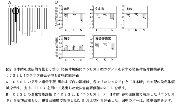 図2 日本晴を遺伝的背景とし第3染色体短腕にコシヒカリ型のゲノムを有する染色体断片置換系統(CSSL)のグラフ遺伝子型と食味官能評価