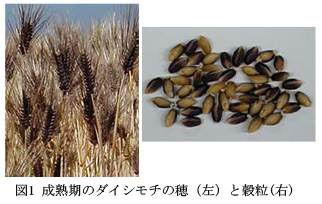 図1 成熟期のダイシモチの穂(左)と穀粒(右)