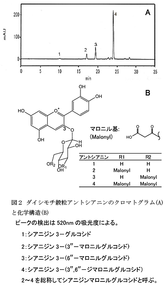 図2 ダイシモチ穀粒アントシアニンのクロマトグラム(A)と化学構造(B)