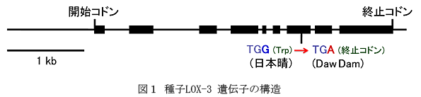 図1 種子LOX-3遺伝子の構造