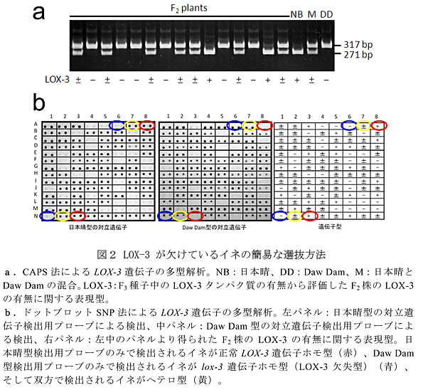 図2 LOX-3が欠けているイネの簡易な選抜方法