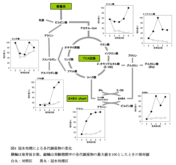 図4 冠水処理による各代謝産物の変化横軸は発芽後日数、縦軸は実験期間中の各代謝産物の最大値を100としたときの相対値 白丸:対照区黒丸:冠水処理区