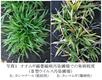 オオムギ縞萎縮病汚染圃場での発病程度