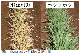 N(ant19)の冬期の黄変枯死