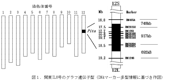 関東IL6号のグラフ遺伝子型
