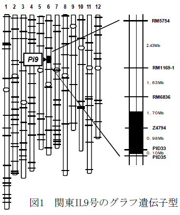関東IL9号のグラフ遺伝子型