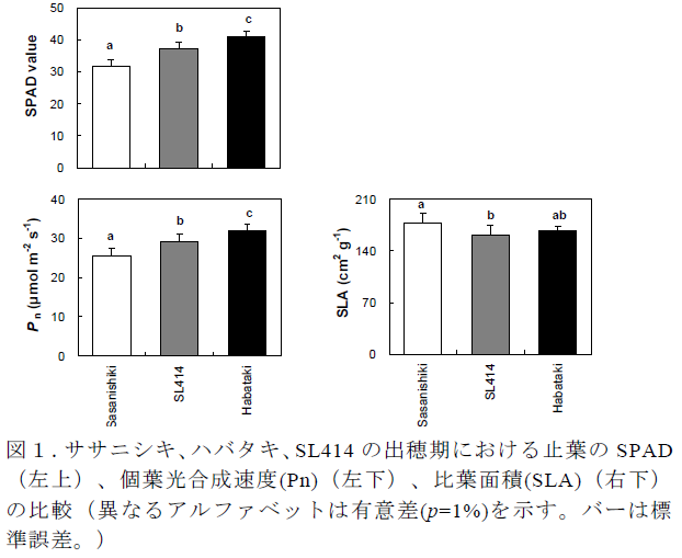 ササニシキ、ハバタキ、SL414 の出穂期における止葉のSPAD (左上)、個葉光合成速度(Pn)(左下)、比葉面積(SLA)(右下) の比較