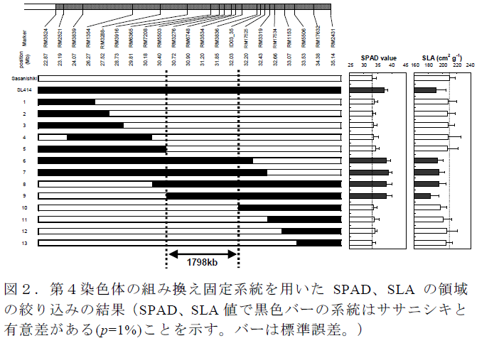 第4染色体の組み換え固定系統を用いたSPAD、SLA の領域 の絞り込みの結果