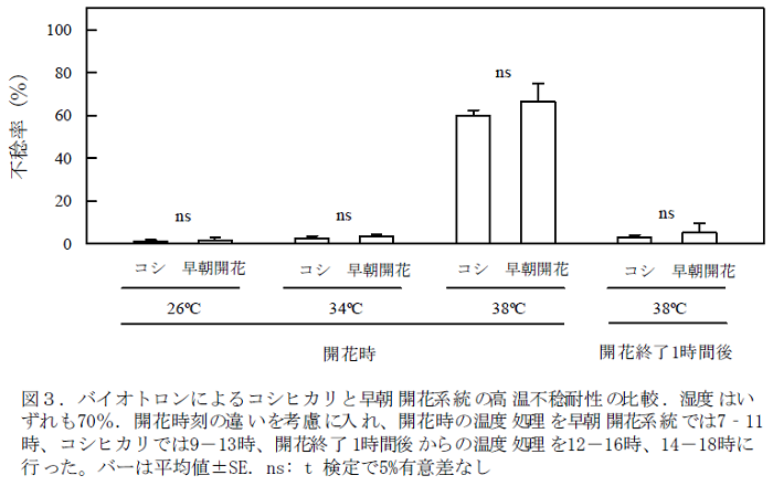 バイオトロンによるコシヒカリと早朝開花系統の高温不稔耐性の比較