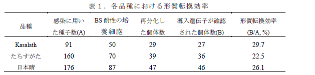 各品種における形質転換効率