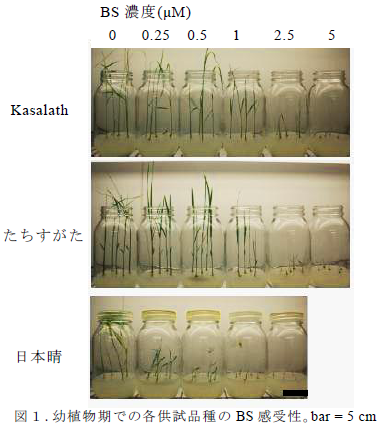 幼植物期での各供試品種のBS 感受性