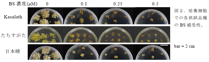 培養細胞 での各供試品種 のBS 感受性