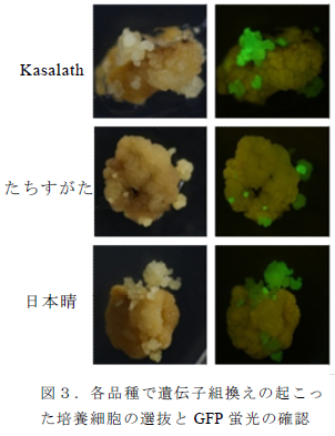 各品種で遺伝子組換えの起こっ た培養細胞の選抜とGFP 蛍光の確認