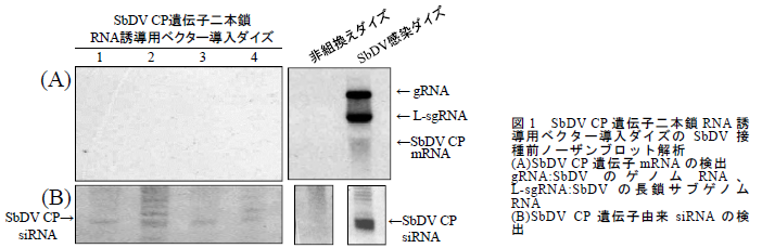 SbDV CP 遺伝子二本鎖RNA 誘 導用ベクター導入ダイズのSbDV 接 種前ノーザンブロット解析