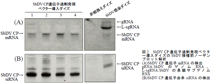 SbDV CP 遺伝子過剰発現ベクタ ー導入ダイズのSbDV 接種前ノーザン ブロット解析