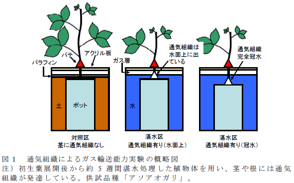 通気組織によるガス輸送能力実験の概略図