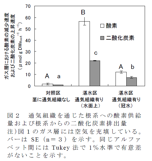 通気組織を通じた根系への酸素供給 量および根系からの二酸化炭素排出量