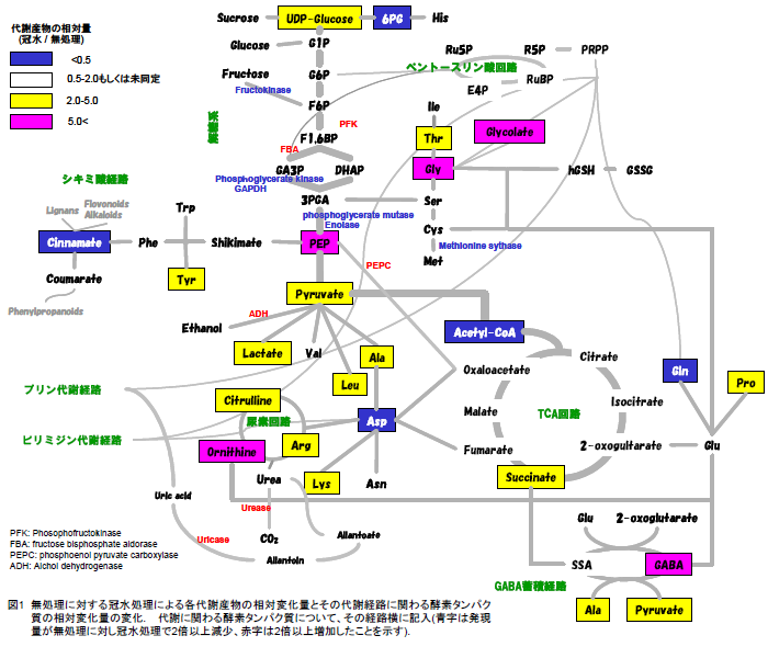 無処理に対する冠水処理による各代謝産物の相対変化量とその代謝経路に関わる酵素タンパク 質の相対変化量の変化