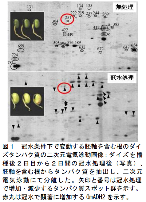 冠水条件下で変動する胚軸を含む根のダイ ズタンパク質の二次元電気泳動画像