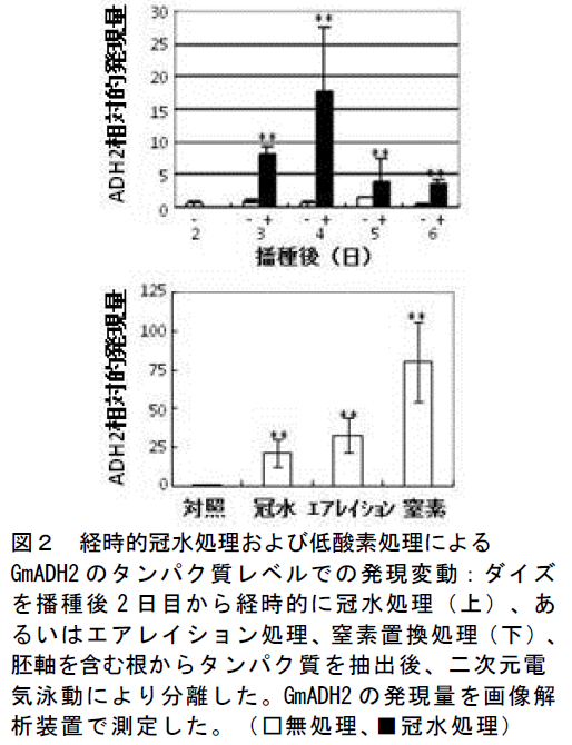 経時的冠水処理および低酸素処理による GmADH2 のタンパク質レベルでの発現変動