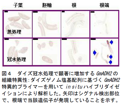 ダイズ冠水処理で顕著に増加するGmADH2 の 組織特異性