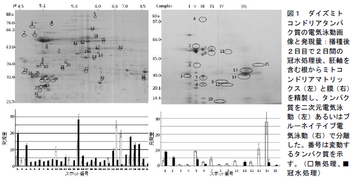 ダイズミト コンドリアタンパ ク質の電気泳動画 像と発現量