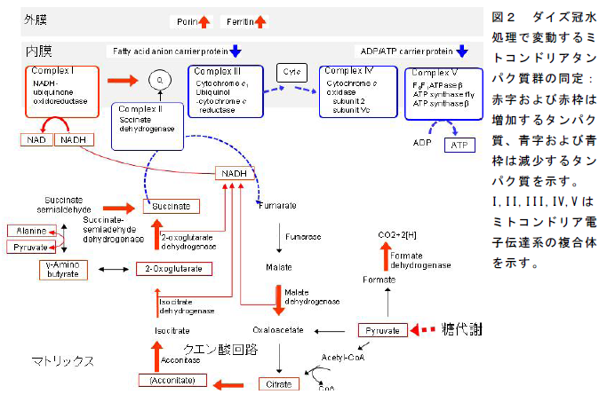 ダイズ冠水 処理で変動するミ トコンドリアタン パク質群の同定