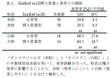 TaABA8’ox1D挿入変異と発芽との関係